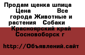 Продам щенка шпица.  › Цена ­ 15 000 - Все города Животные и растения » Собаки   . Красноярский край,Сосновоборск г.